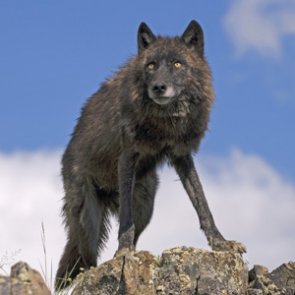Montana could ban all trapping on public lands