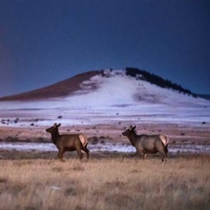 RMEF helps secure critical range in New Mexico