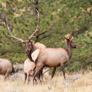 RMEF's Google ad dropped due to “animal cruelty”