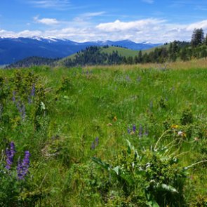 RMEF teams up with California and others to preserve prime elk habitat