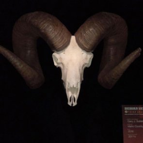 Nez Perce Tribe bighorn sheep not recognized as state record