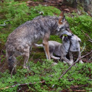 NC governor asks federal government to save red wolves
