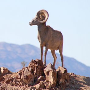 51 bighorn sheep relocated from Nevada to Utah