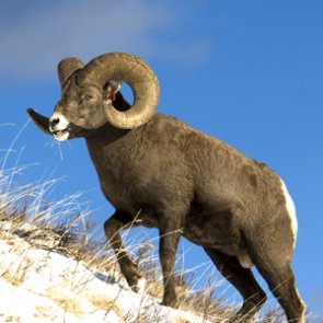 Idaho Fish and Game Commission propose new hunting rules