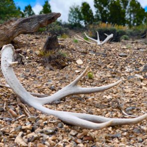 Shed hunting tips and regulations 2020