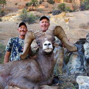 Sheep hunting DNA