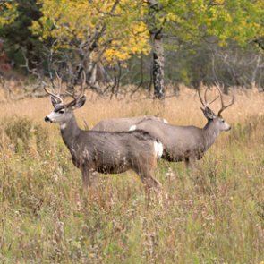 New SD restrictions on moving elk and deer carcasses