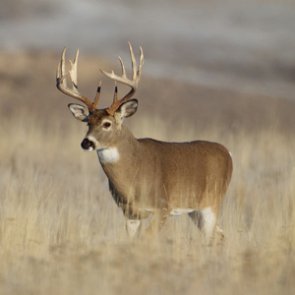 Common pesticide linked to possible birth defects in whitetail deer