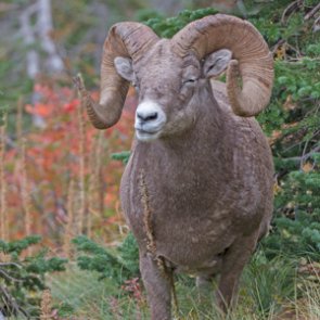 SD makes changes to how funds are used for bighorn sheep auction tag