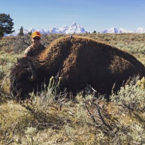 A little help from lady luck on a bison hunt