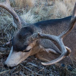 Summer mule deer scouting for late fall hunting success: Part 1