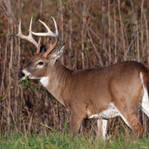 Sunday hunting approved in Pennsylvania