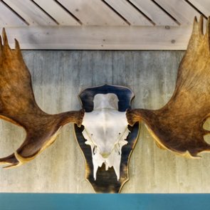 Taxidermist sued by Minnesota co-op creditors