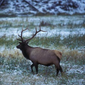Texas poacher fined $53,000 for killing Colorado elk