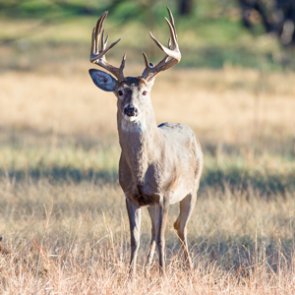 Social media leads Texas game wardens to a poacher