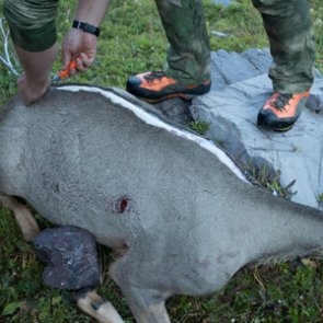 The ins and outs of early season meat care