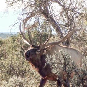 15 most popular elk hunting podcasts from Jay Scott Outdoors
