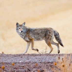 New study determines coyote impact on mule deer