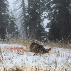 Reflections after a grizzly bear encounter: Thanks, Apologize, Accept