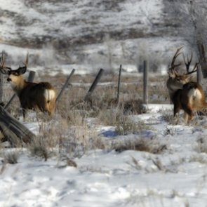 Deer in Cody pose problem for town, officials