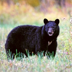 Utah allows hunters to turn back spring bear and turkey permits due to COVID-19