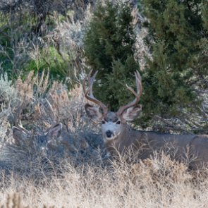 Will baiting continue to be legal in Utah?