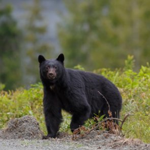 Utah adds more black bear opportunity