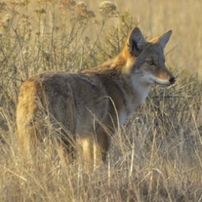 Utah hunters & predator control