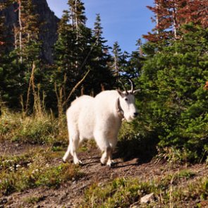 Court upholds Utah’s decision to relocate La Sal Mountains’ nonnative mountain goats