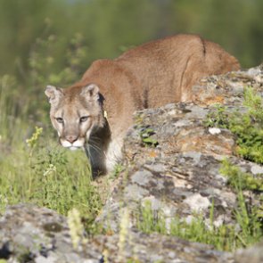 Utah proposes changes for mountain lion and bobcat hunts