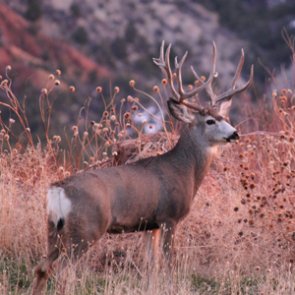 The importance of hunting ethics and values