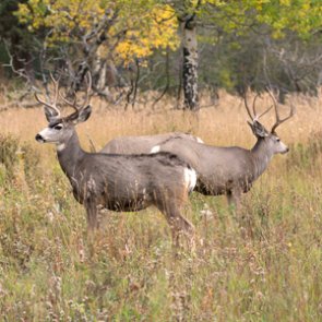 New app could help Utah nab poachers