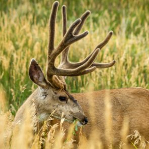 Energy mining: large impact on mule deer herds