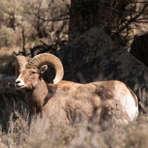 Washington bighorn sheep herd tested for disease