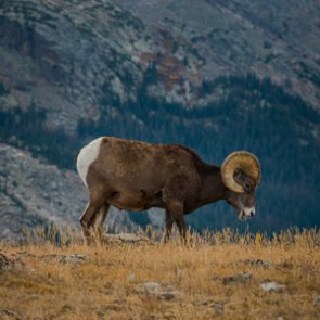 Washington duo charged with stealing bighorn sheep remains