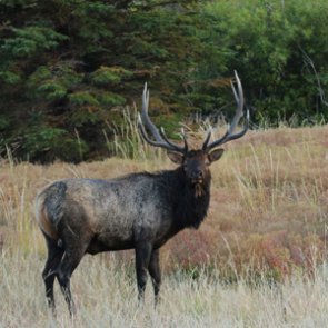 Washington extends 2020 special hunt permit application deadline to May 21
