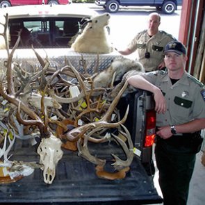 5 big-time poaching cases