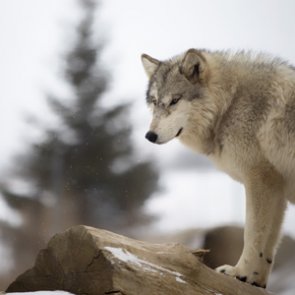 Washington governor wants fewer wolves killed
