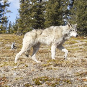 Anti-wolf campaign hits Spokane
