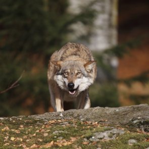 Washington rejects petition to limit killing problem wolves