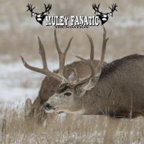 What Muley Fanatic Foundation does for mule deer