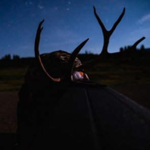 What skills do you need for your archery hunt?
