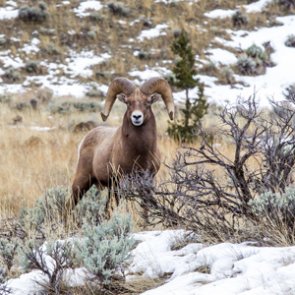 Wildfires a positive deal for Colorado bighorn sheep?