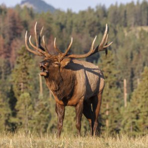 Wyoming steps up CWD monitoring in elk