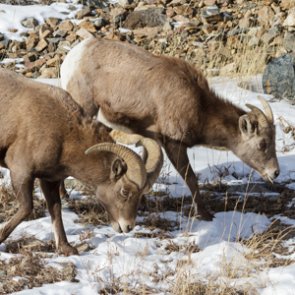 WGFD moves forward with prescribed burn for bighorn sheep