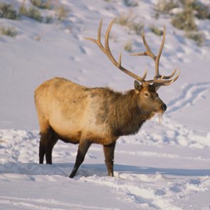 Teton elk hunt faces court battle