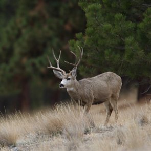 ALERT: Wyoming has new system in place when applying for licenses