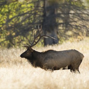 Wyoming CWD panel will “ignore” elk feeding grounds