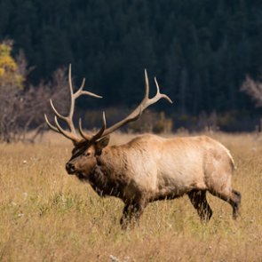 Wyoming appeals to elk hunters for help with disease monitoring