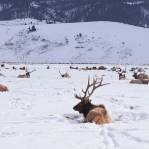 SCI joins forces with Wyoming guide organizations to intervene in feedground lawsuit